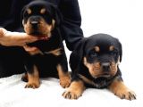 Kuzeypuppi̇es Garanti̇si̇yle Rottwei̇ler Yavrulari