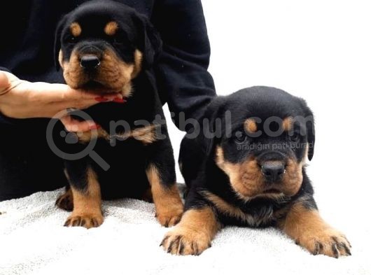 Kuzeypuppi̇es Garanti̇si̇yle Rottwei̇ler Yavrulari görsel