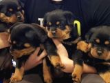 Kuzeypuppi̇es Garanti̇si̇yle Rottwei̇ler Yavrulari