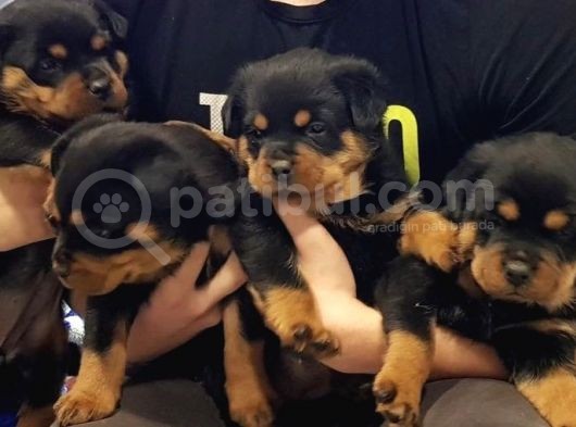 Kuzeypuppi̇es Garanti̇si̇yle Rottwei̇ler Yavrulari görsel