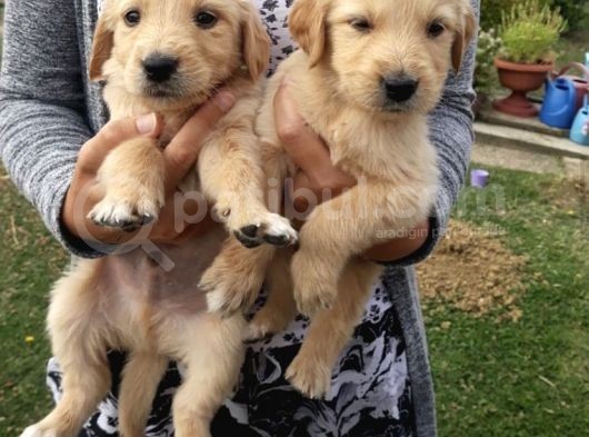 Baby Yüzlü Golden Yavrulari