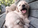 Kuzeypuppi̇es Garanti̇si̇yle Golden Yavrulari