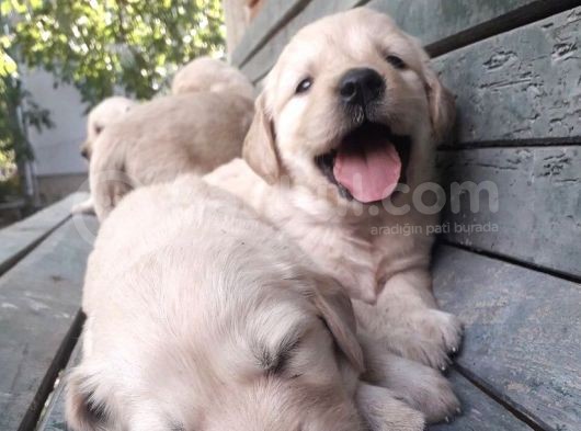 Kuzeypuppi̇es Garanti̇si̇yle Golden Yavrulari görsel