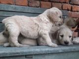 Kuzeypuppi̇es Garanti̇si̇yle Golden Yavrulari