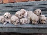 KUZEYPUPPİES GARANTİSİYLE GOLDEN YAVRULARI