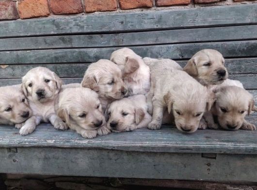 Kuzeypuppi̇es Garanti̇si̇yle Golden Yavrulari