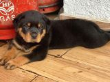 İRİ KOCA KAFA ROTTWEİLER YAVRULARI