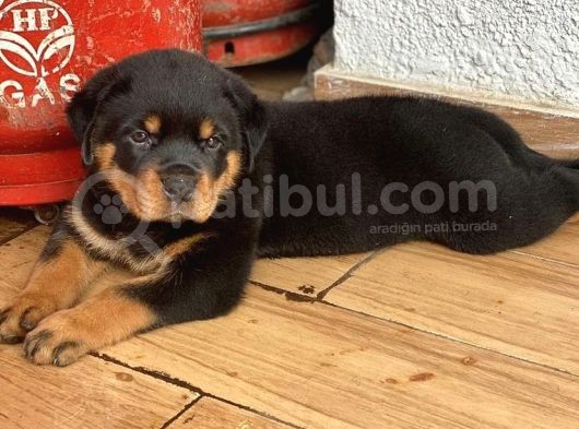 İri̇ Koca Kafa Rottwei̇ler Yavrulari
