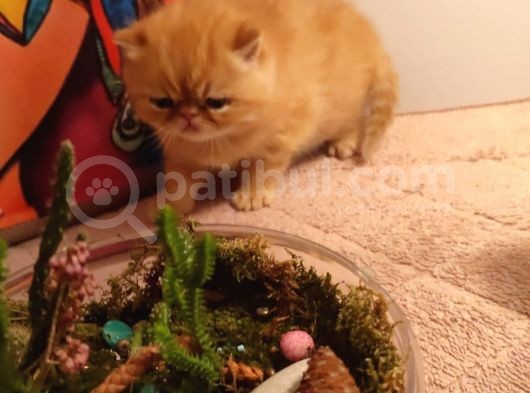 Sağlıklı Exotic Irkı Kısa Tüylü Yavrular görsel