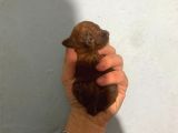 Red Brown Irk Garantili