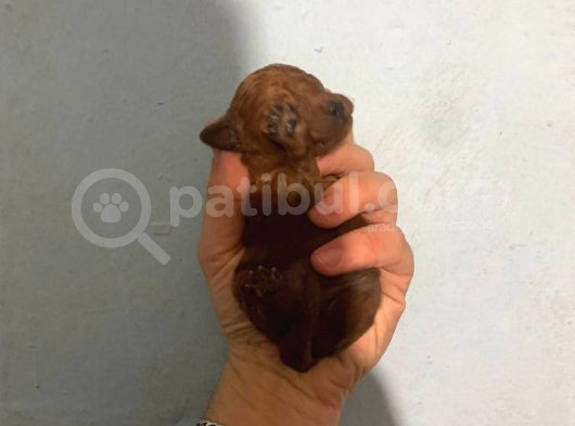 Red Brown Irk Garantili görsel