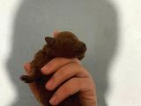 Red Brown Irk Garantili