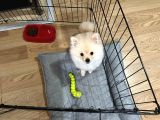 4 Aylık Akıllı Ve Enerjik Köpek Pomeranian