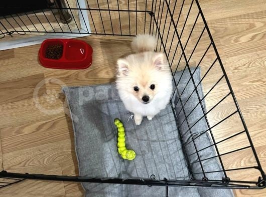 4 Aylık Akıllı Ve Enerjik Köpek Pomeranian görsel