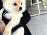 4 Aylık Akıllı Ve Enerjik Köpek Pomeranian