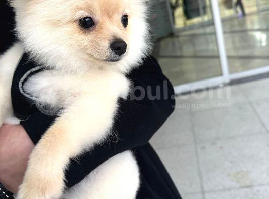 4 Aylık Akıllı Ve Enerjik Köpek Pomeranian görsel