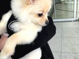 4 Aylık Akıllı Ve Enerjik Köpek Pomeranian