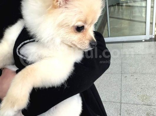 4 Aylık Akıllı Ve Enerjik Köpek Pomeranian