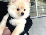 4 Aylık Akıllı Ve Enerjik Köpek Pomeranian