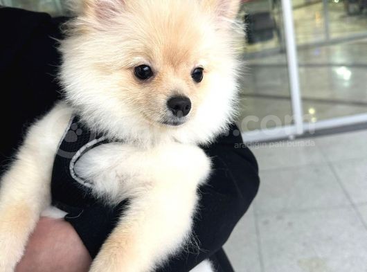 4 Aylık Akıllı Ve Enerjik Köpek Pomeranian görsel