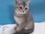 Golden Blue  Brıtısh Shorthair