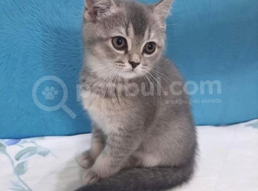 Golden Blue  Brıtısh Shorthair görsel