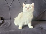 full secereli golden point british shorthair kızımız