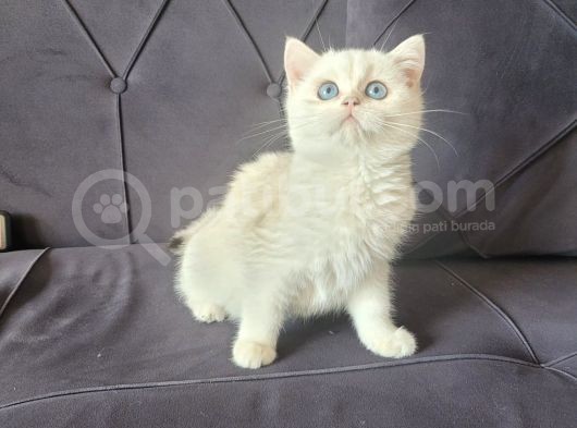 Full Secereli Golden Point British Shorthair Kızımız