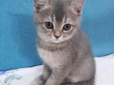 Golden Blue  Brıtısh shorthair