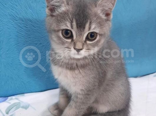 Golden Blue  Brıtısh Shorthair