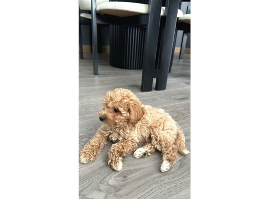 3 Aylık Dişi Toy Poodle