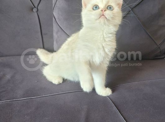 Full Secereli Golden Point British Shorthair Kızımız görsel