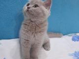 Lilac British Shorthair Yavrumuz