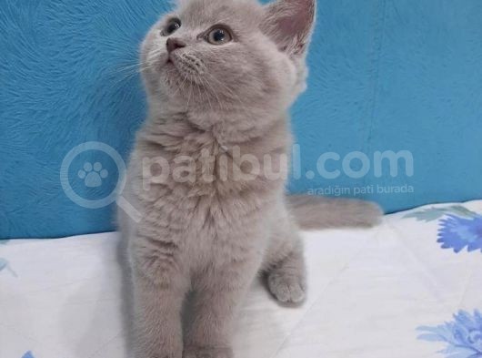 Lilac British Shorthair Yavrumuz görsel
