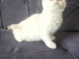 Full Secereli Golden Point British Shorthair Kızımız