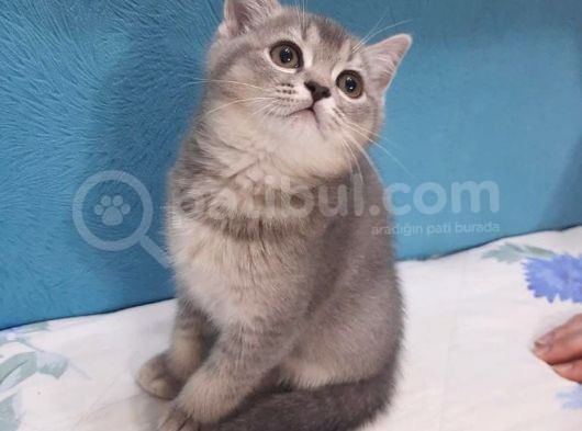 Golden Blue  Brıtısh Shorthair görsel