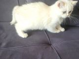 Full Secereli Golden Point British Shorthair Kızımız