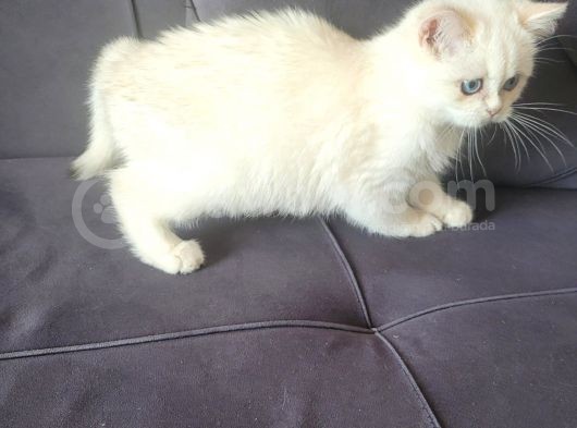 Full Secereli Golden Point British Shorthair Kızımız görsel