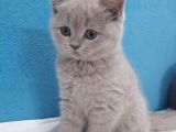 Lilac british shorthair yavrumuz