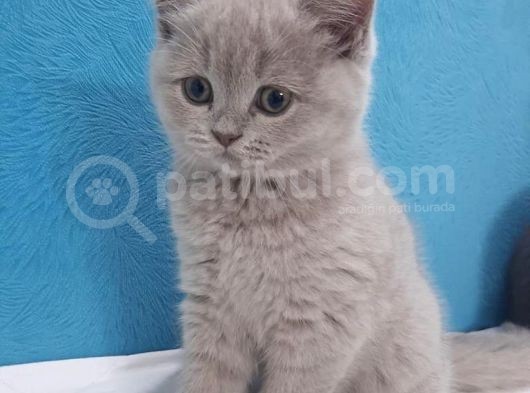 Lilac British Shorthair Yavrumuz