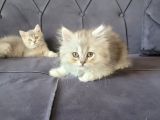 Mırmırcı Kızımız Yeni Ailesini Arıyor