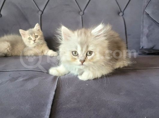 Mırmırcı Kızımız Yeni Ailesini Arıyor görsel