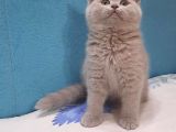Lilac British Shorthair Yavrumuz