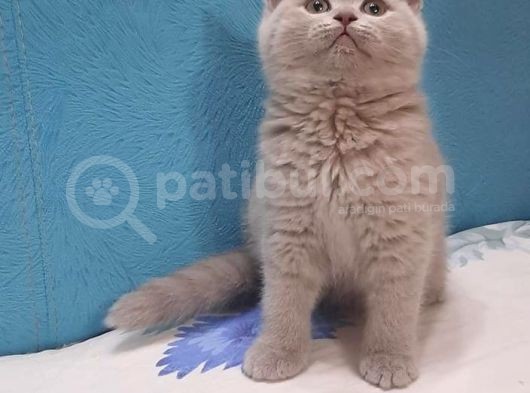 Lilac British Shorthair Yavrumuz görsel