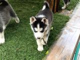 1 Erkek 1 Dişi  yavru SİBİRYA KURDU SAFKAN HUSKY 