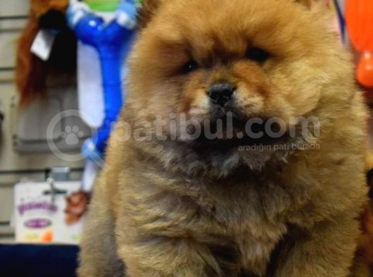 Chow Chow Bebekler