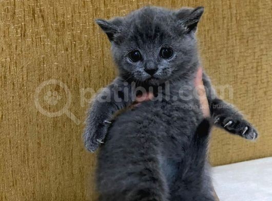 Safkan British Short Hai̇r Yavrularim görsel