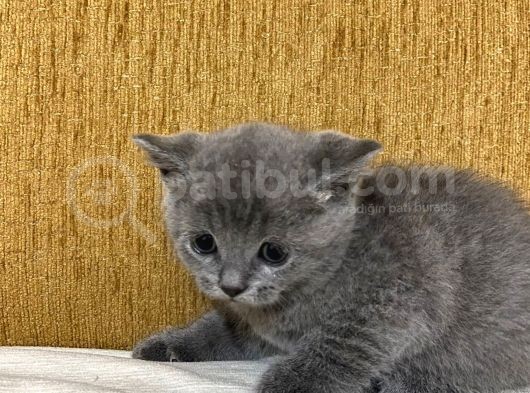 Safkan British Short Hai̇r Yavrularim görsel