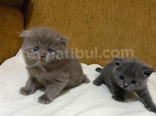 Safkan British Short Hai̇r Yavrularim görsel
