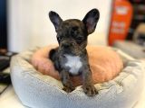 Merle French Bulldog